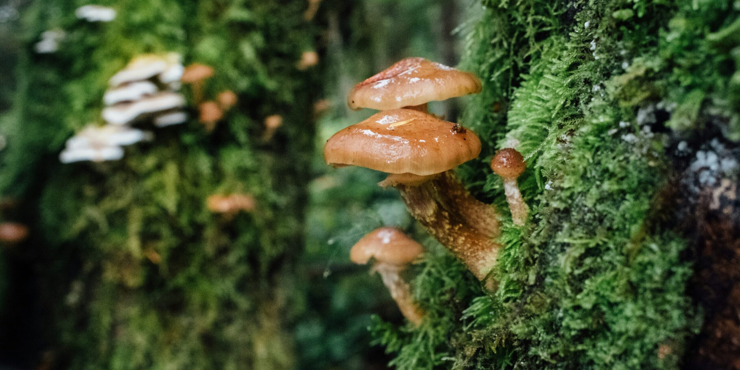 jesse-bauer-8iELRAQBMhs-unsplash